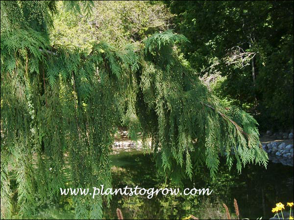 a pendulous branch